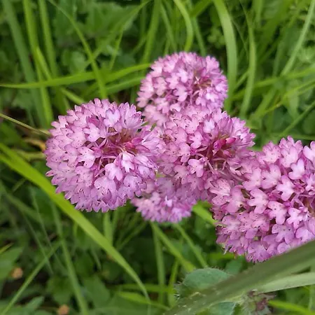 Dell'osteria Oda ve Kahvaltı 3*