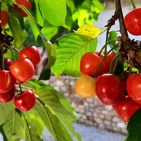 Oda ve Kahvaltı Dell'osteria