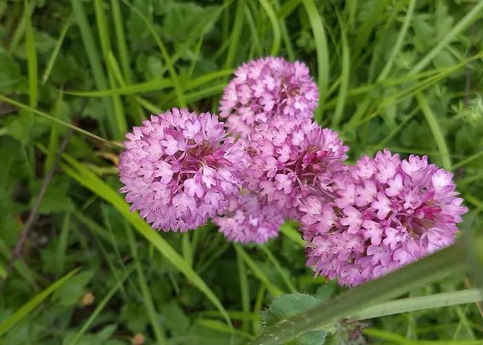 Dell'osteria Bed & Breakfast 3*